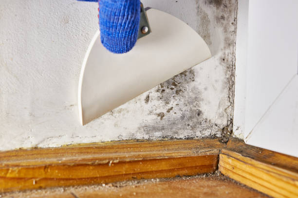 Best Environmental Consulting for Mold Prevention  in Wenona, IL